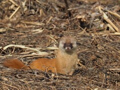 野鳥撮りに行ったのに..．豆柴か！