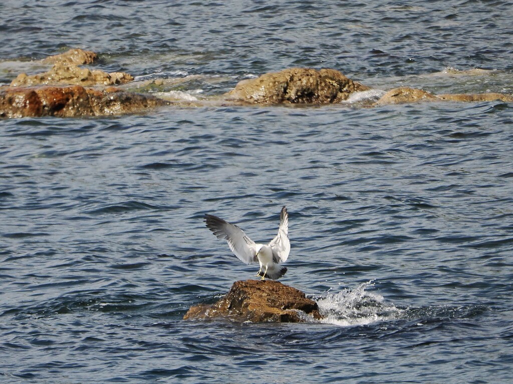 念願の海鳥1