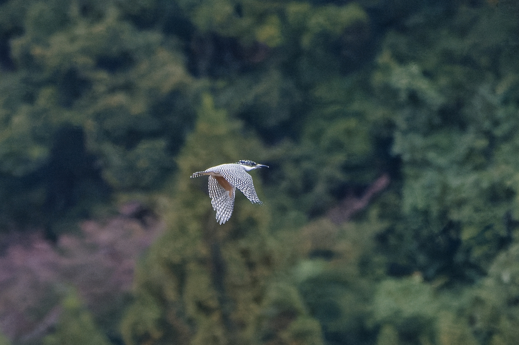 バイバイヤマセミさん