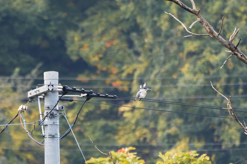 電線
