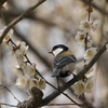 花よりシジュウカラ