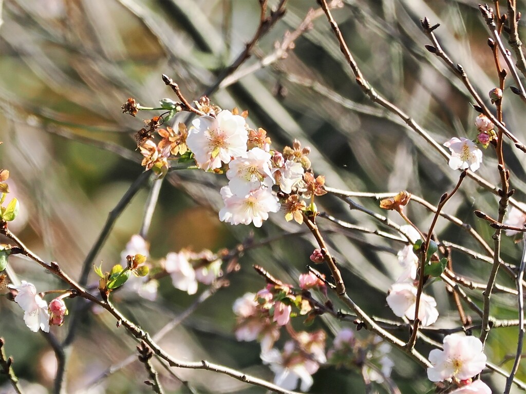 春のよう(^^)