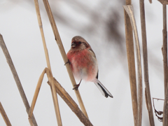 赤いけど男らしいね!(^^)!