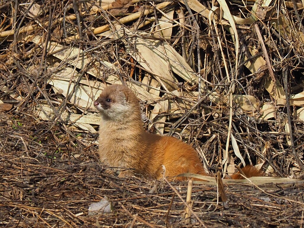 イタチかな豆柴かな?