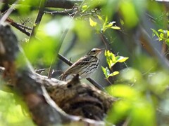 ビンズイさんかな？