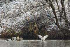 カモさんとヤマセミさん