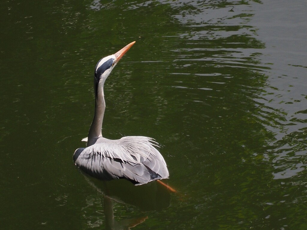 泳ぐアオサギ