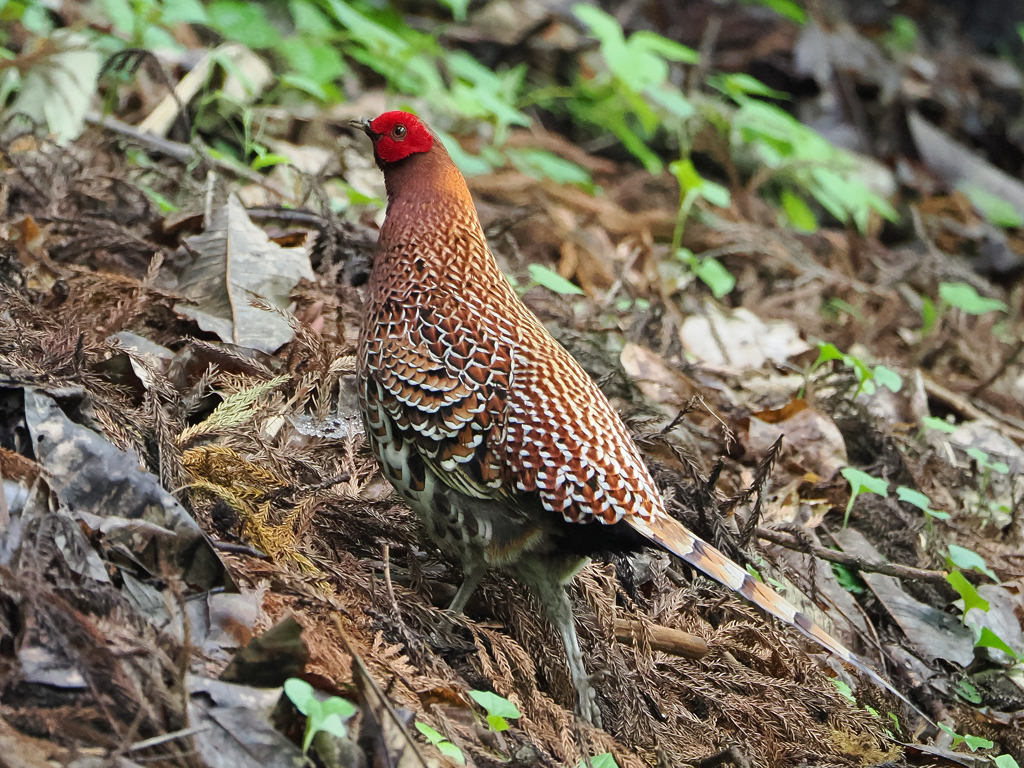 今季の目標「火の鳥」