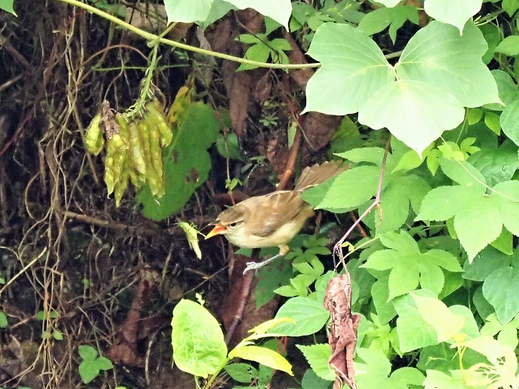 落としちゃった！