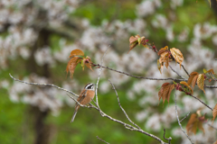 山桜満開
