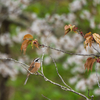 山桜満開