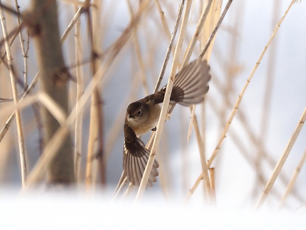 ジョビ子の舞　２