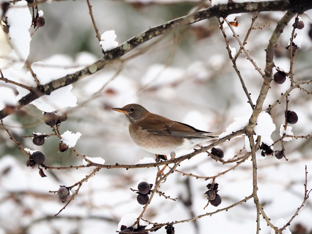 この実なんの実？