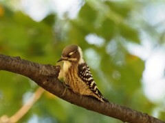 近くまで来てくれました