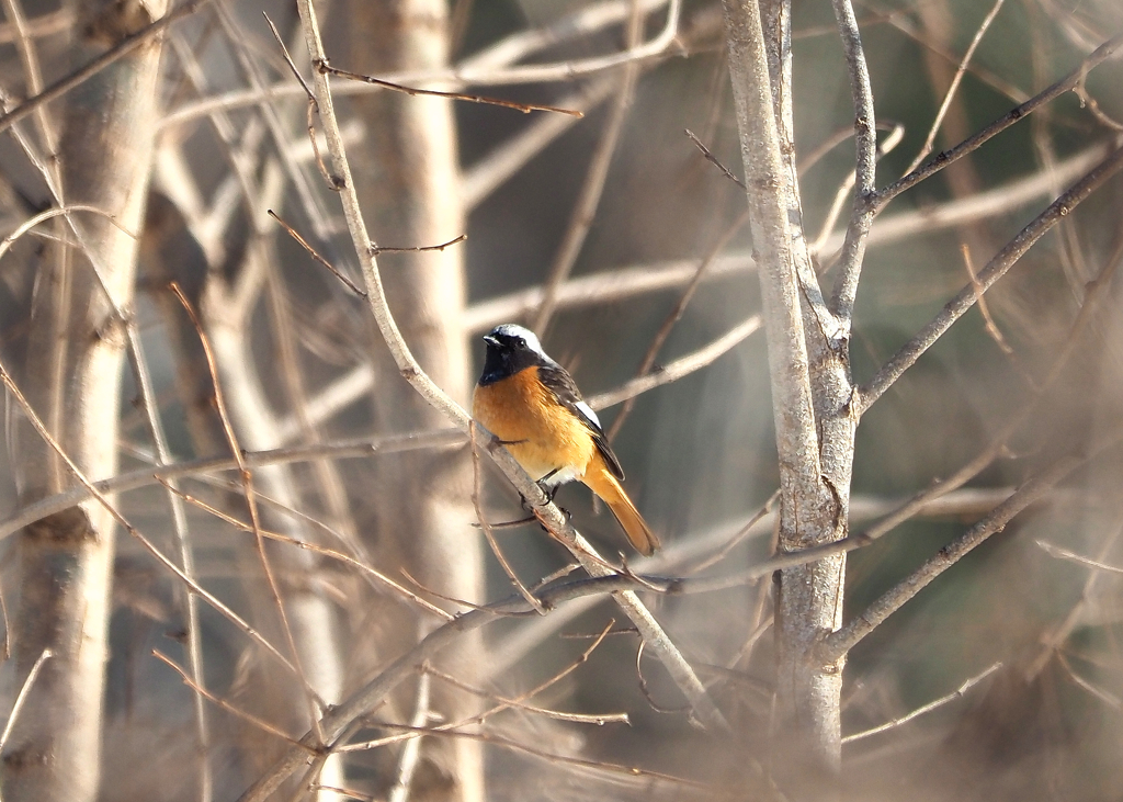 ジョビ君警戒する