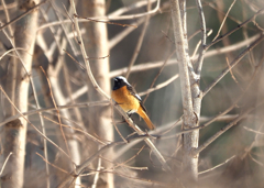 ジョビ君警戒する