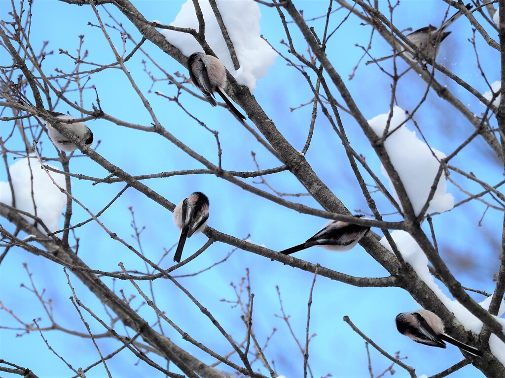 エナガの生る木