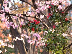 桜と椿