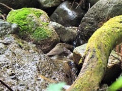 いつもの場所で水浴び