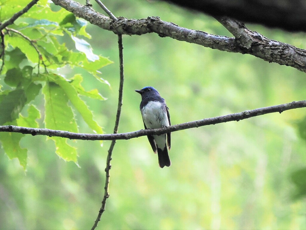 涼しそうなルリ