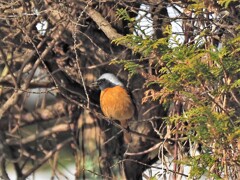 今日も居ました、いつもの場所