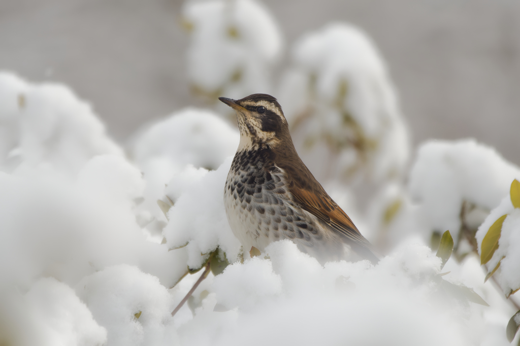 ポートレートツグミン１