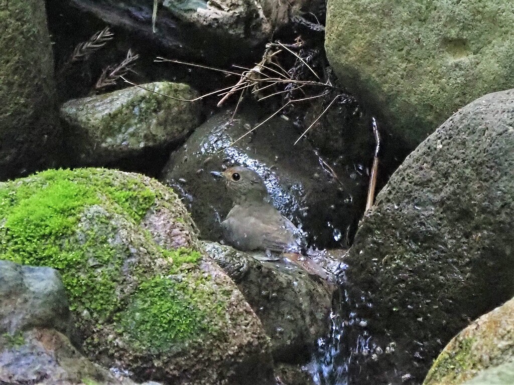 オオルリの雌さん水浴び　3