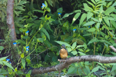 花・花・花