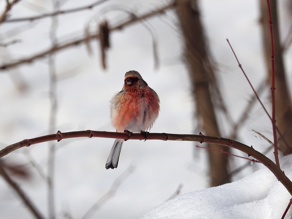 また飲んじゃった