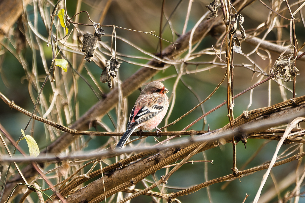 へへへ...見つけた！