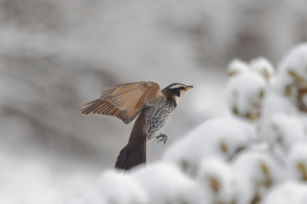 ポートレートツグミン２