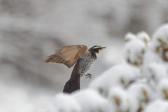 ポートレートツグミン２