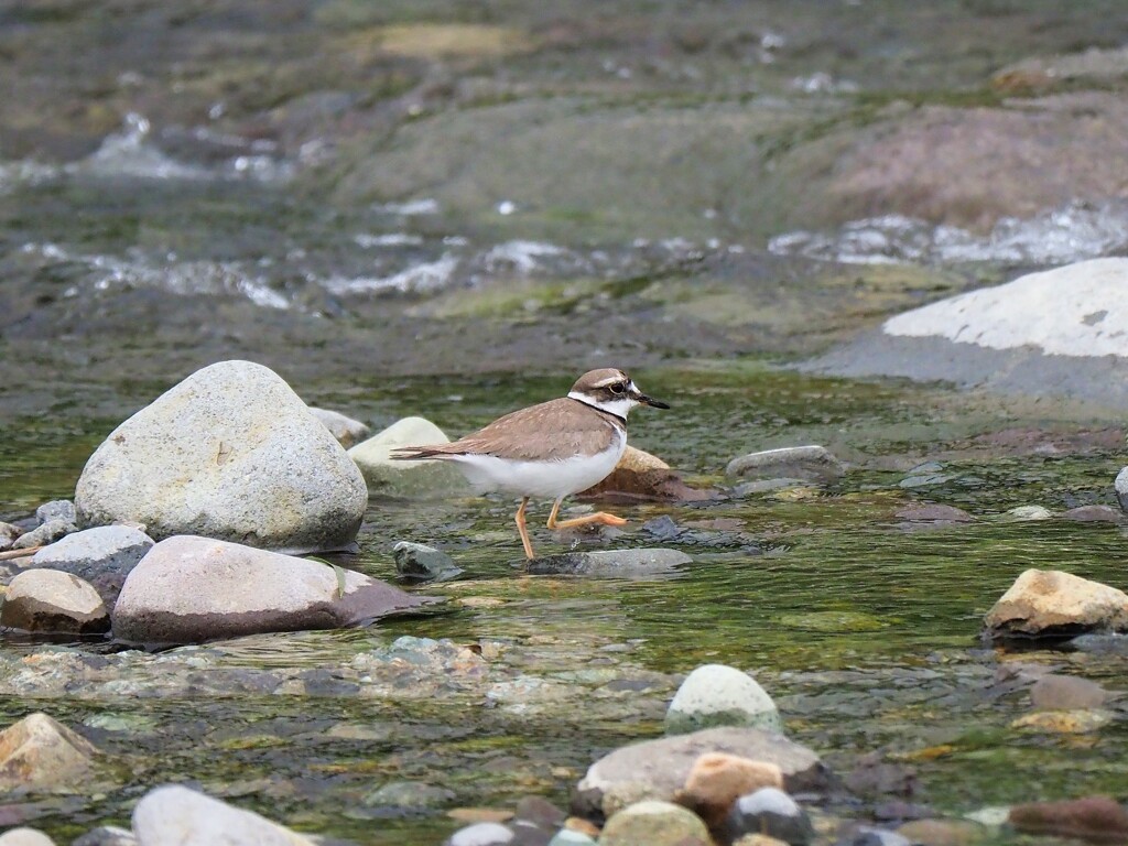 イカルチドリ現る