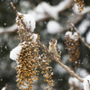 雪坊や