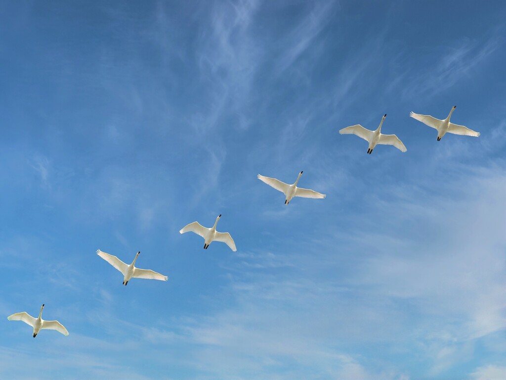 一糸乱れず
