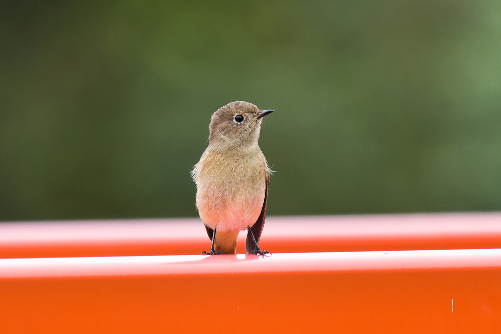 今季初の出会い
