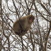 見上げればオサル