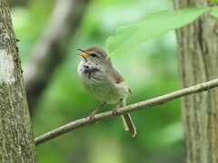 今日のウグイスさん