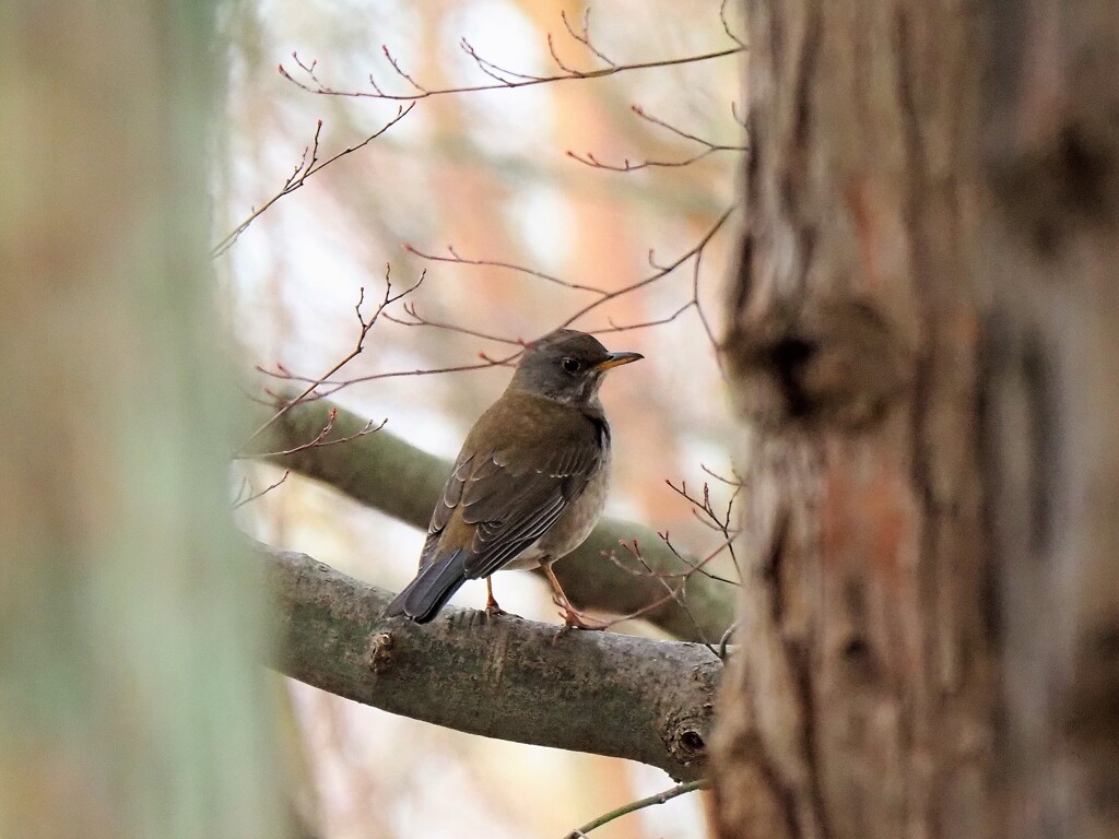 垣間見たシロハラさん
