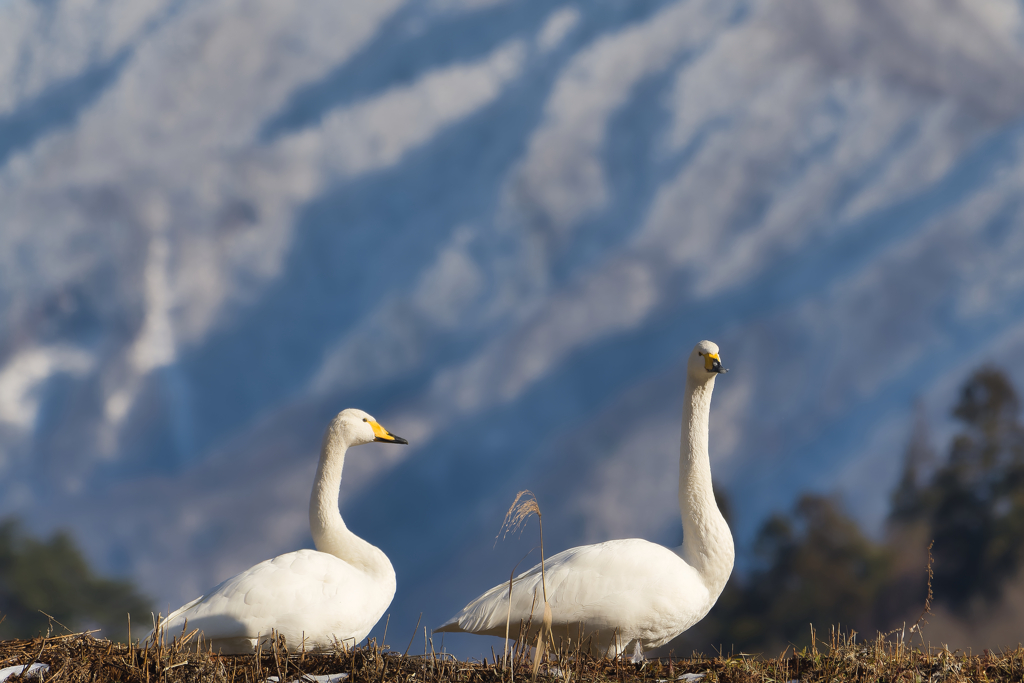 新年あけましておめでとうございます。