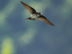 給餌に忙しい 給餌に忙しい