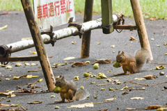 歩行者天国