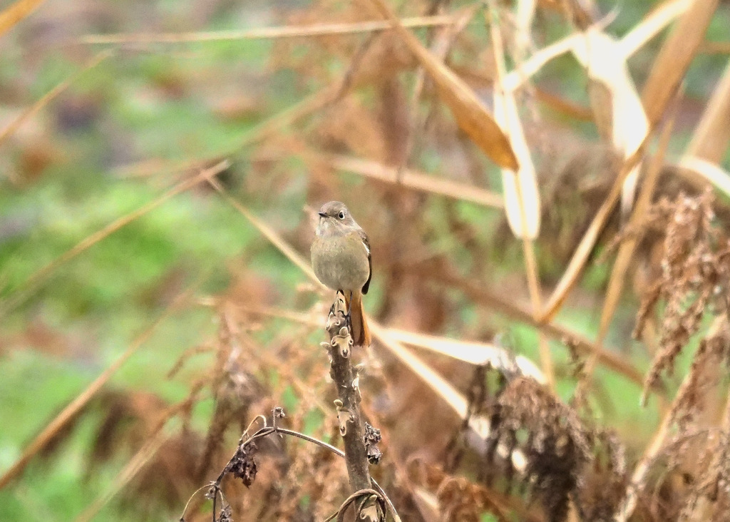 やっと見つけた！
