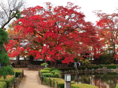 大紅葉