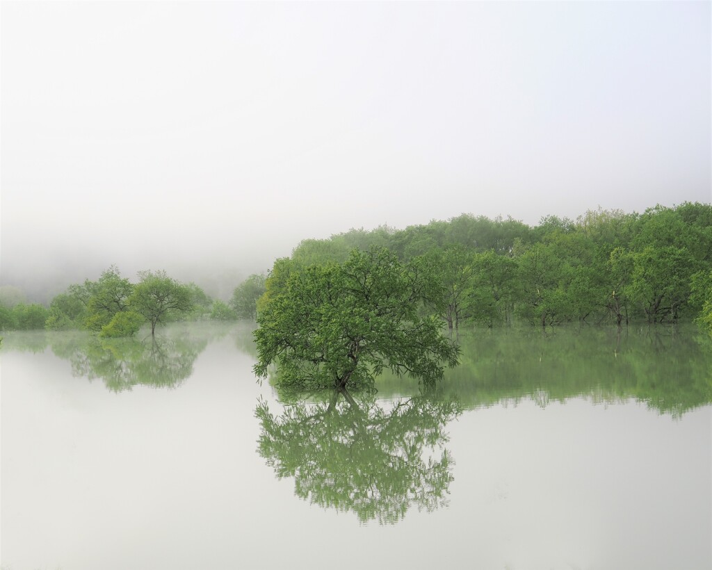 新緑の水没林