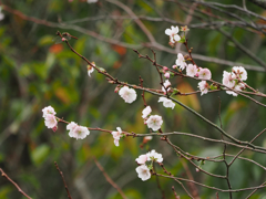 梅か桜か？