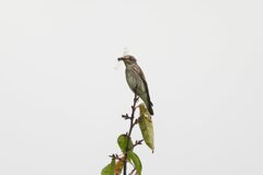 やっと会えたエゾ
