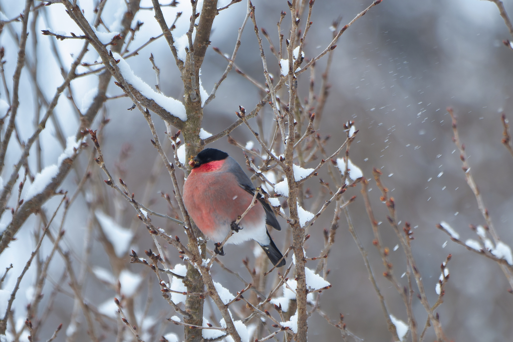真っ赤なウソ２