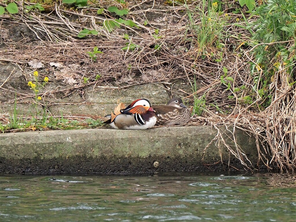 昼寝の時間のようです