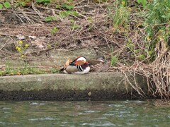 昼寝の時間のようです